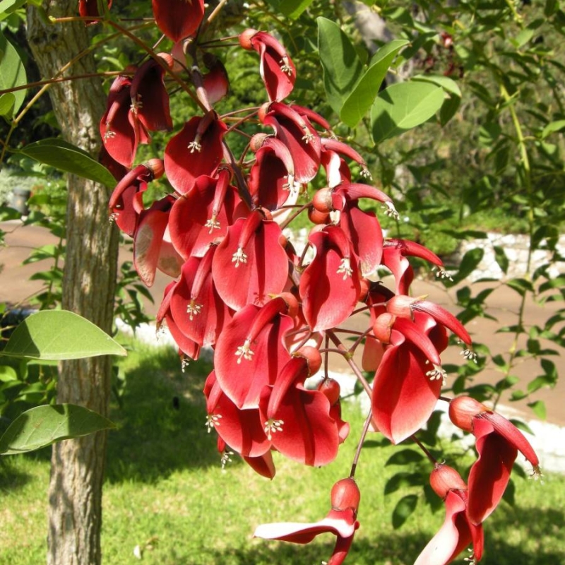 Cockspur Coral Tree Erythrina crista-galli